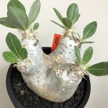 pachypodium  eburneum《L size》※現地球株発根済※エブレらしい樹形に極美しい白肌が魅力的な一株※mad black bowl pot植え