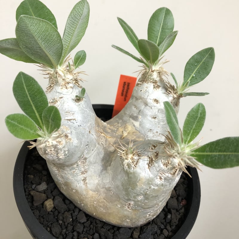 pachypodium eburneum《L size》※現地球株発根済※エブレらしい樹形に