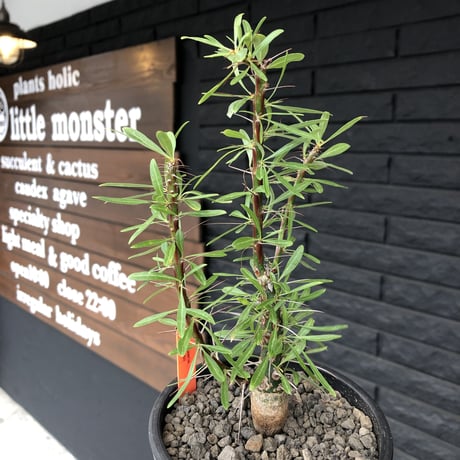 fouquieria  purpusii《大きめM size》希少大きめ株※現地球発根済株※株元大きめのbalance＆肌質＆特化した美しい柄‼︎オススメ株※mad black pot植え