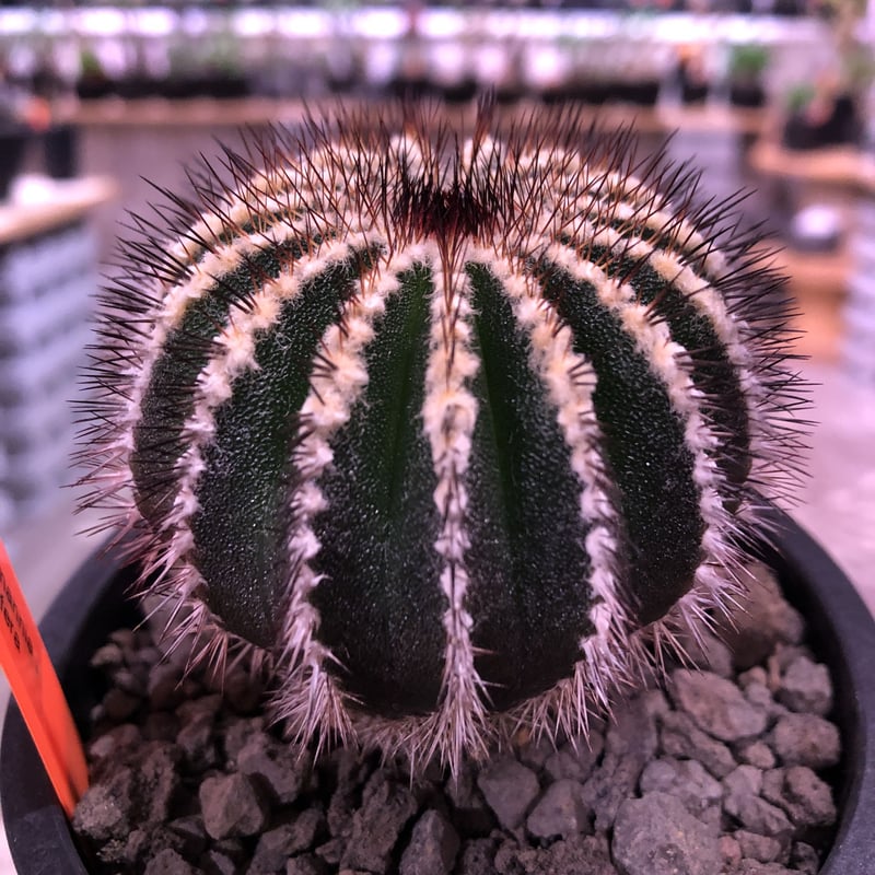 uebelmannia pectinifera《M size》360度球体極美株‼︎ 上 