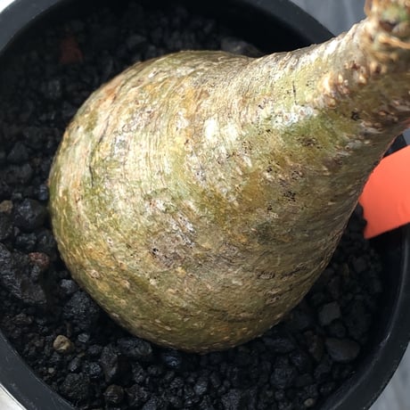 pachypodium gracilius《大きめS size》僅かにgreen肌&球体樹形※現地球発根後店主国内管理2年株※1頭枝のため少し縦に長めながら球体良樹形※mad black pot植え
