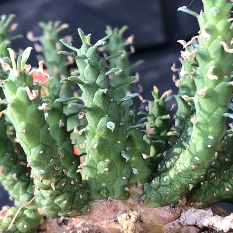 euphorbia gorgonis《L size》※現地球発根後店主国内管理3年株※人気🐙タコもの‼︎美多肉質葉&木質wild塊根の二面性が魅力※mad  black  pot植え