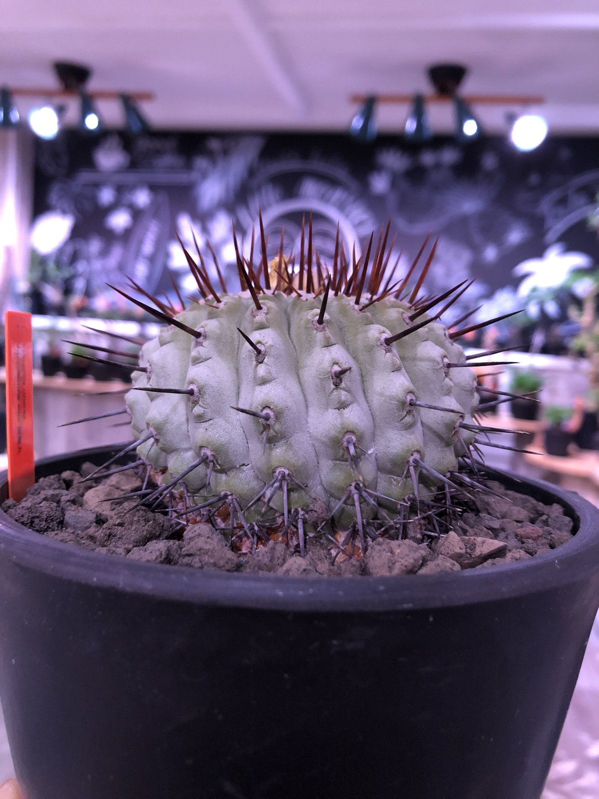 copiapoa cinerea var.columna-alba《M size》 現地