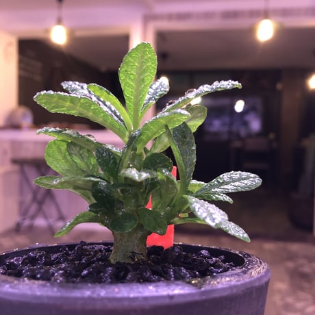 希少 dorstenia   gigas《S size》littmon  seed🌱　良い枝ぶりの将来有望ギガス‼︎※mad black pot植え！リクエスト追加補填２株
