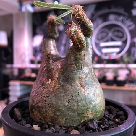 pachypodium  gracilius《大きめS size》※現地球発根済株※店主国内管理2年株※短枝weight低くbalance美株‼︎捻くれ枝も堪らない※mad black pot植え