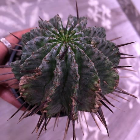 euphorbia    horrida《M size》発根済み株‼︎　from  Europa産‼︎