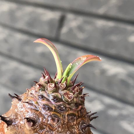 euphorbia  pachypodioides《M size 》※現地球株発根済※ボコボコ立体的樹形‼︎葉表がグリーンで葉裏とお花が紫なのが魅力的※mad black bowl pot植え