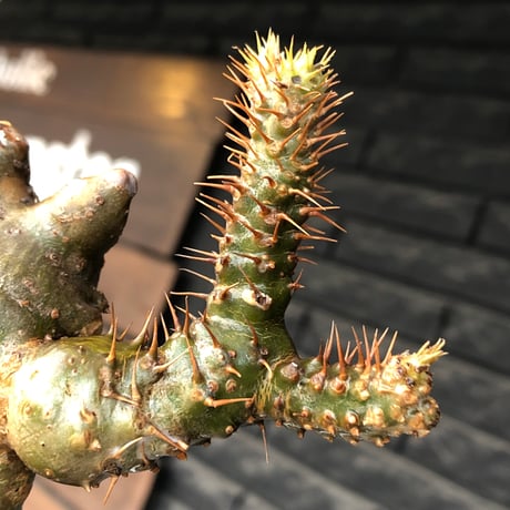 pachypodium gracilius《小さめL size》希少‼︎極green＆現地焼け&w-he'd株※現地球株発根済※渾身の一株※black bowl pot植え