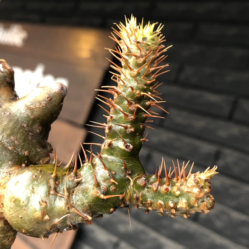 pachypodium gracilius《小さめL size》希少‼︎極green＆現地焼け