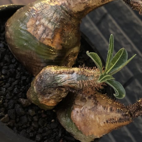 pachypodium gracilius 《L size》希少‼︎green肌&極現地焼け3-he'd株※現地球発根後店主国内管理3年株※全てが堪らない低重心3分頭※black bowl pot植え