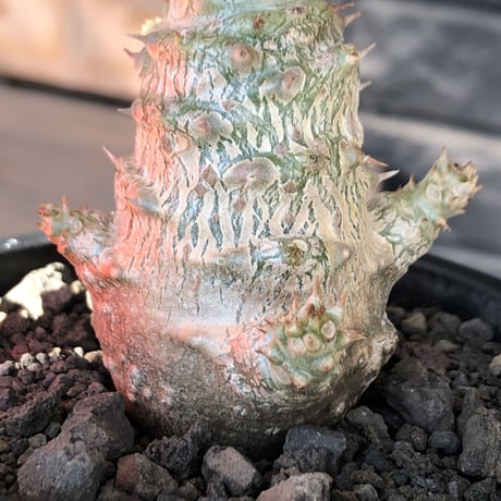 pachypodium windsorii《M size》※選抜littmon seed🌱※weight低き極ぼってり株元な良樹形※mad black pot植え