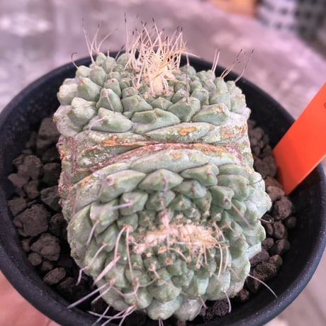strombocactus  菊水《M size》3分頭株  希少3hed‼︎  ※店主管理国内６年株