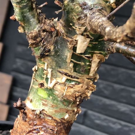 commiphora  eminii《L size》※現地球発根後店主国内管理3年株※渋く大変wildな棘&枝振りが堪らない良樹形な佇まい‼︎※mad black bowl pot植え