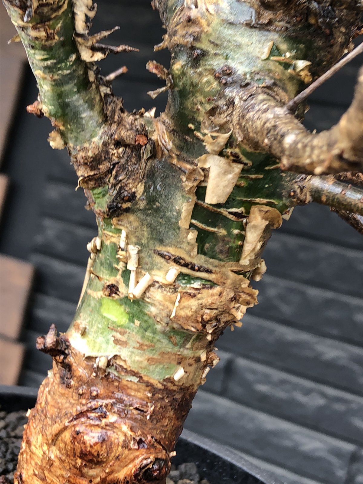 コミフォラ エミニー Commiphora eminii 極上樹形 鉢30cm