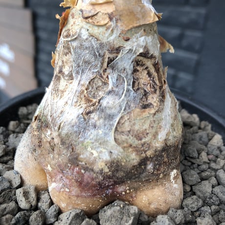 cyphostemma currori《大きめM size》希少種※現地球発根後店主国内管理4年株※ひび割れた立体ボコボコ表皮&ぼってり樹形が堪らない一株※mad black pot植え