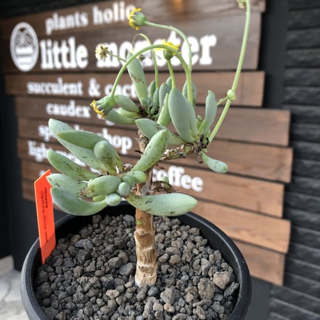 othonna clavifolia《大きめM size》littmon seed🌱※ぷっくり多肉質の葉を展開する冬型の人気者‼︎リトモン実生株※mad black pot植え