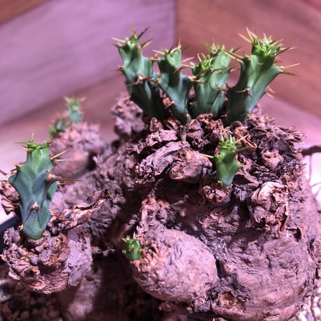 euphorbia    clavigera《激希少》M size