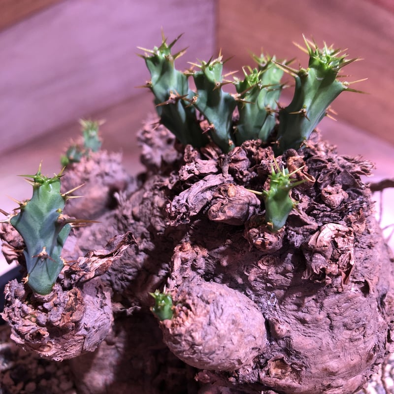 euphorbia clavigera《激希少》M size | plants holi