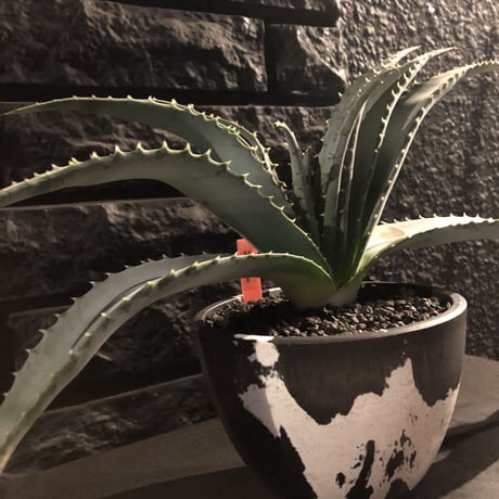 aloe   argyrostachys《L size》現地球発根済み‼︎ マダガスカルの希少種‼︎　※mad black  marble bowl pot植え