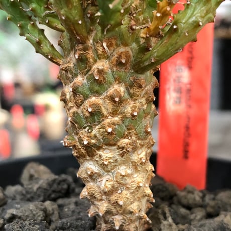 euphorbia caput-medusae 天荒竜《S size》※現地球株発根済※珍しい小振りながら整った樹形バランスと枝振りも良き一株‼︎※black bowl pot植え