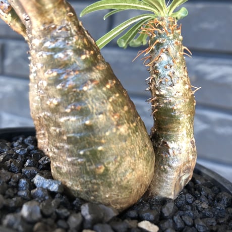 pachypodium gracilius《S size》希少green&赤肌&3-he'd株※現地球発根後店主国内管理3年株※男らしいwildな出立ち※mad black bowl pot植え
