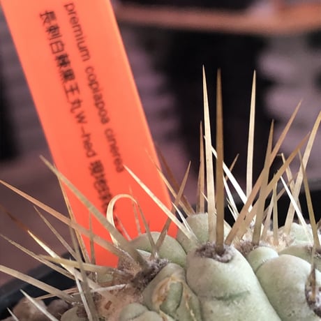 copiapoa   cinerea  長刺白棘黒王丸　✨W-he'd✨《小さめM size》激希少‼︎※現地球株カキ仔自根株‼︎※mad black bowl pot植え