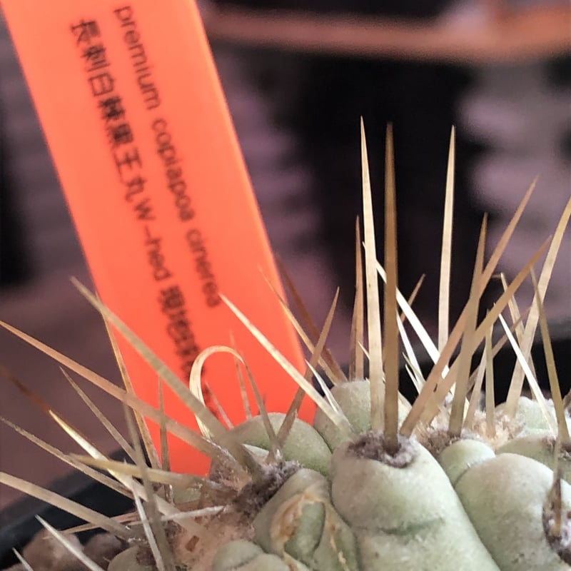 黑王丸Copiapoa cinerea強棘 copiapoa cinerea 長刺白棘黒王丸《大きめS size》希少※現地球株