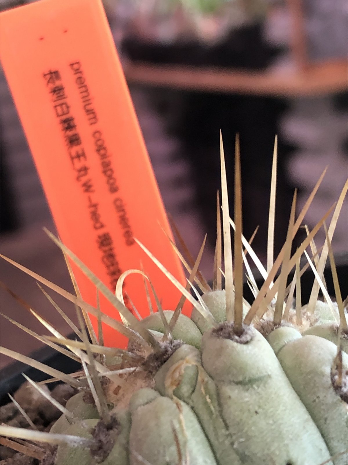 copiapoa cinerea 長刺白棘黒王丸 ✨W-he'd✨《小さめM size》...