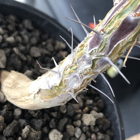 fouquieria  macdougalii《L size》驚愕‼︎極太株※現地球発根後店主国内管理4年株※株元&幹共に太く‼︎良い出立ちな一株‼︎※mad black bowl pot植え