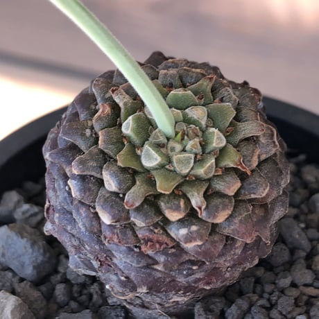 euphorbia bupleurifolia《大きめM size 》※まん丸球体株※現地球発根後店主国内管理5年株※ボコボコ肌にまん丸球体感が堪らない一株※mad black pot植え