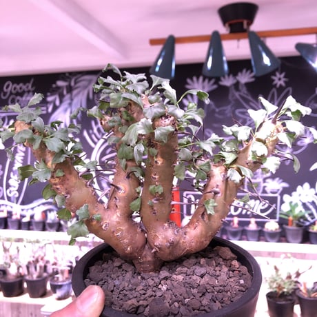 sarcocaulon   crassicaule《M  size》※冬型caudex‼︎  ※mad  black  pot植え　刺間が粗めなシンメトリーな balance株‼︎　店主管理３年株