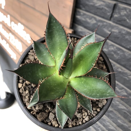 agave  horrida《大きめM size》※現地球発根後店主国内管理2年株※締まり良きbest sizeなホリダ※mad black bowl pot植え