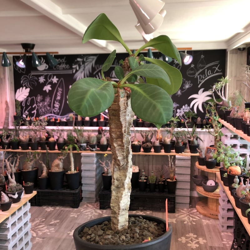 euphorbia neohumbertii《L size》※古株で木質化した大変希少な大株‼