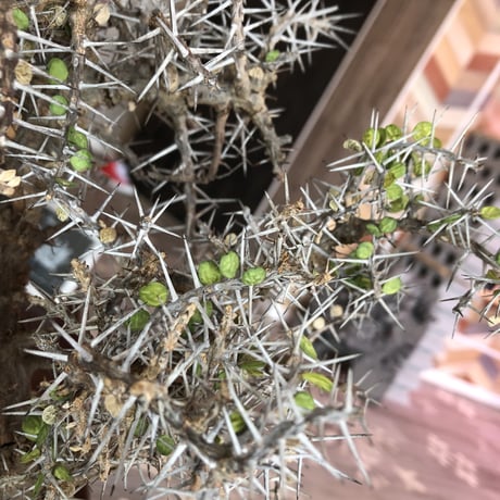 alluaudia    comosa《L size》希少！
