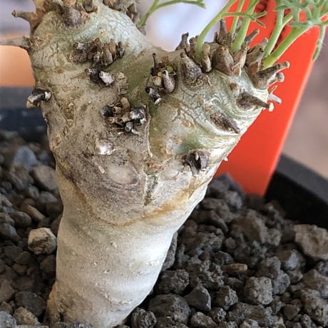 sarcocaulon peniculinum《大きめS size》激希少種※現地球発根後店主国内管理5年株※堪らないほど極白の美しい一株※mad black pot植え