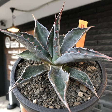 agave montana《M size》※現地球発根後店主国内管理2年株※葉色も深い青さのためblack感あるカッコいい一株※mad black bowl pot植え