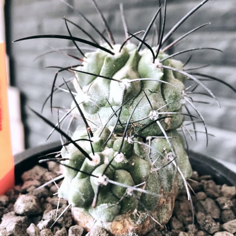 copiapoa cinerea ver.dealbata《M size》※現地球発根後店主国内管理7年株※上質黒士冠‼︎長い黒棘に現地球株が故のwild肌質が堪らない※mad black pot植え