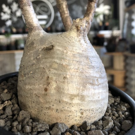 packypodium  gracilius 白肌まん丸《M size》  現地球  発根済み株  （限定1株）mad  black  pot植え