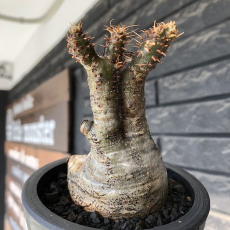 pachypodium gracilius《大きめS size》極‼︎現地焼け肌※現地球発根後店主国内管理3年株※激しすぎる荒々しい現地焼け肌がとびきり魅力※mad black pot植え