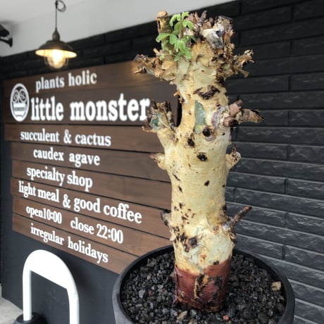 commiphora  holtziana《LL size》※現地球発根後店主国内管理3年株※weight低め且つ極太幹も味深くカッコいい一株※mad black bowl pot植え