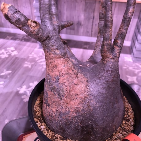 packypodium  gracilius《L L size》※現地球発根済み株‼︎  （限定1株）※現地での株焼けと表皮の質感が堪らない‼︎✨驚愕‼︎1周年感謝株No.①✨