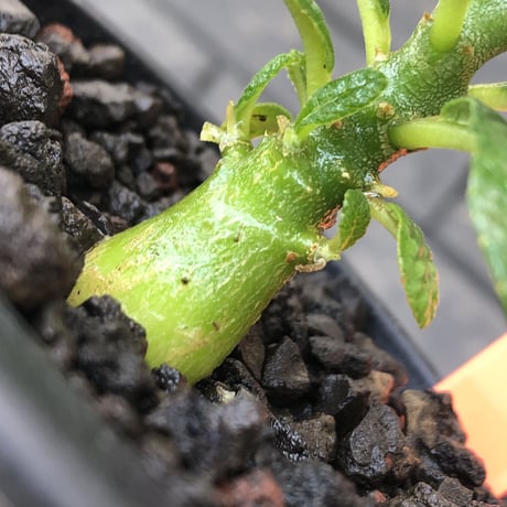 希少‼︎ dorstenia gigas《S size》littmon  seed🌱（実生株）※将来へ充分高期待できる人気者選抜株‼︎ ※mad black pot植え