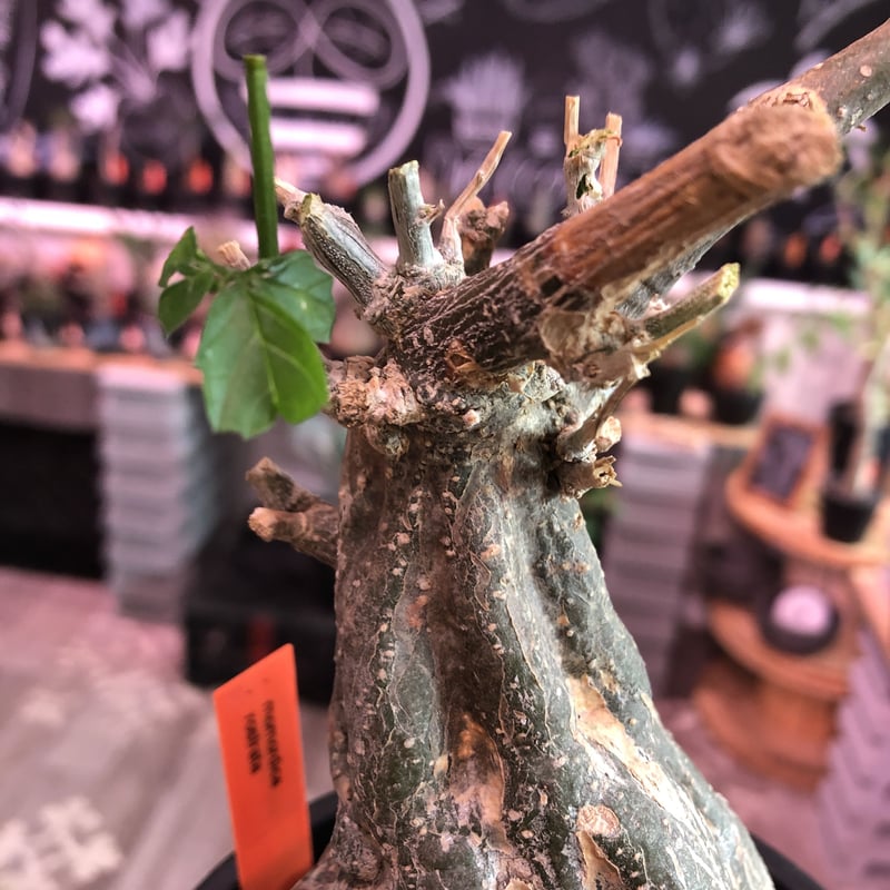 もこ様　ロストラータ もこ様 ロストラータ もこ様ロストラータ