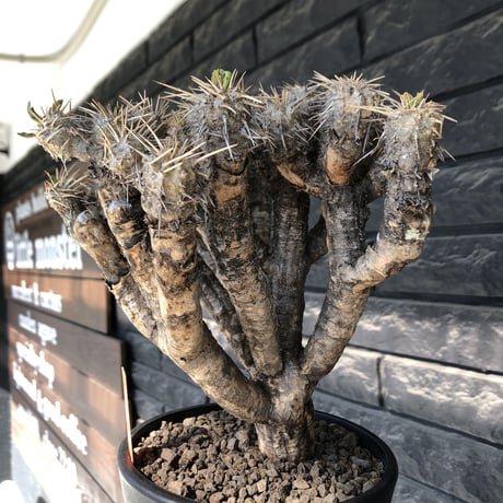 euphorbia  guillauminiana《大きめL size》※現地球発根後店主国内管理3年株※太めな幹に躍動する枝振りbalanceも堪らない良樹形※mad black pot植え