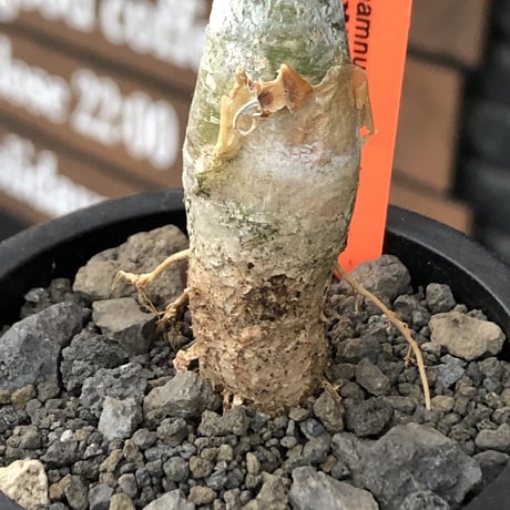 sesamothamnus rivae《小さめM size》※現地球株発根済※小振り現地球株は逆に珍しくその中でも株元太めの味深さも強く表皮のメクれが堪らない※mad black pot植え