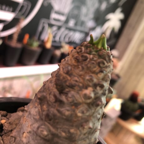 euphorbia    packypodioides  （店主 オススメ株）