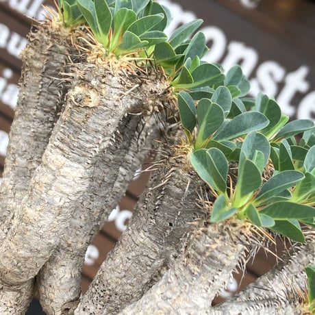 euphorbia  guillauminiana《大きめM size》※現地球発根後店主国内管理4年株※個体差としての大変枝振りも良く美しい白肌が堪らない※mad black pot植え