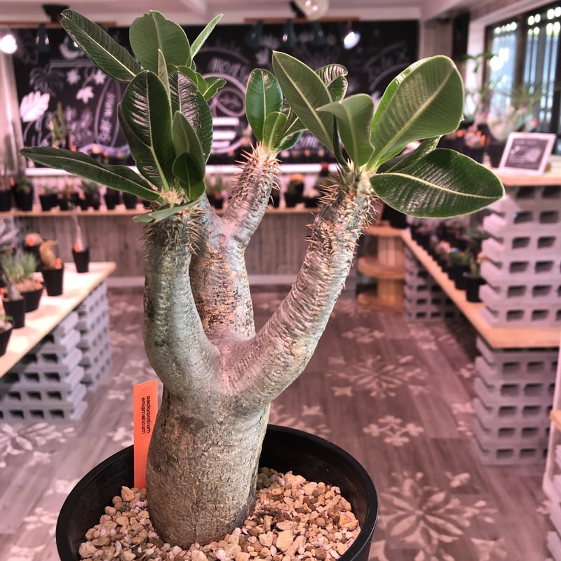 packypodium enigmaticum《M size》発根済み株‼︎ | pla