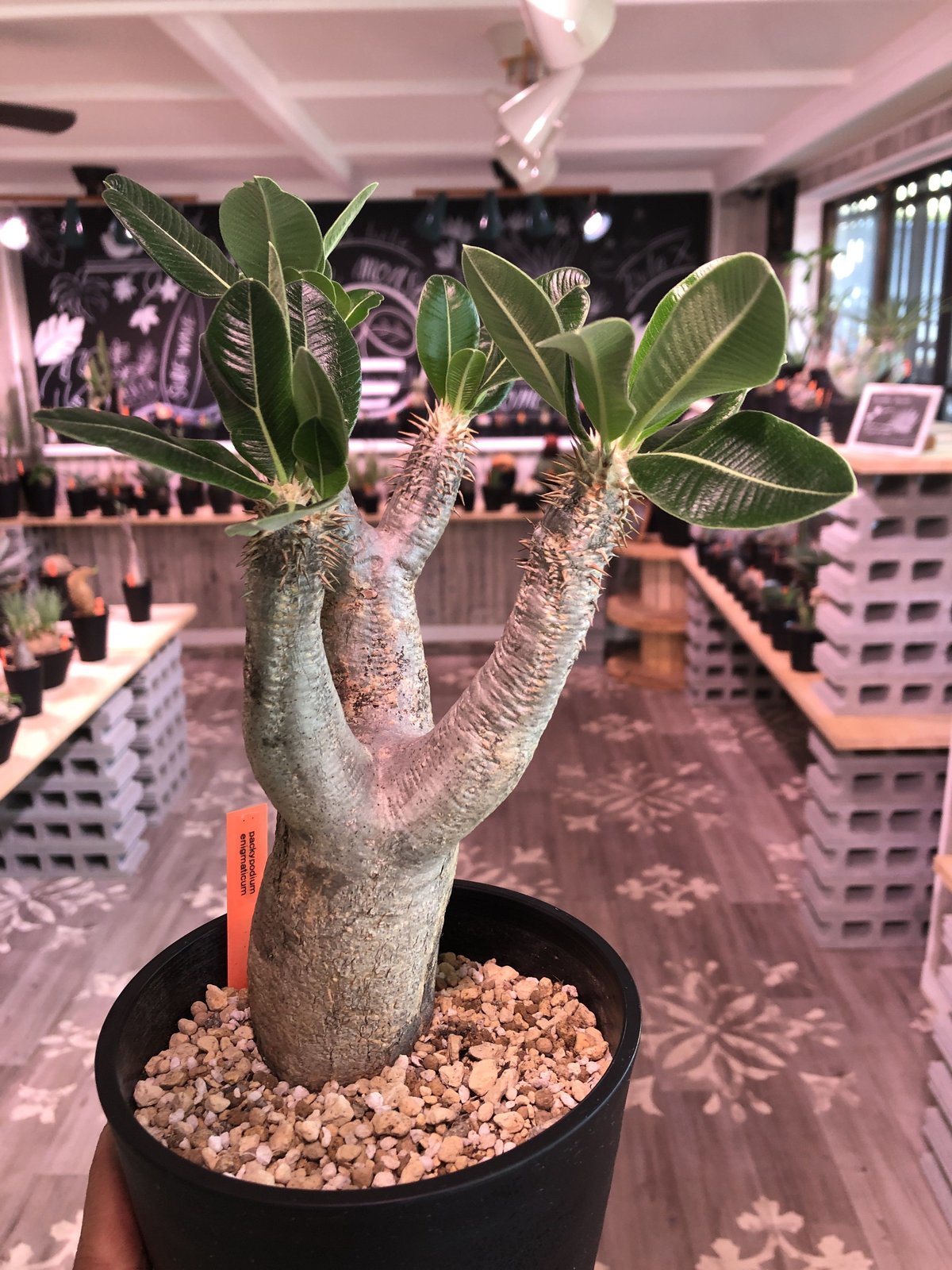 packypodium enigmaticum《M size》発根済み株‼︎ | pla