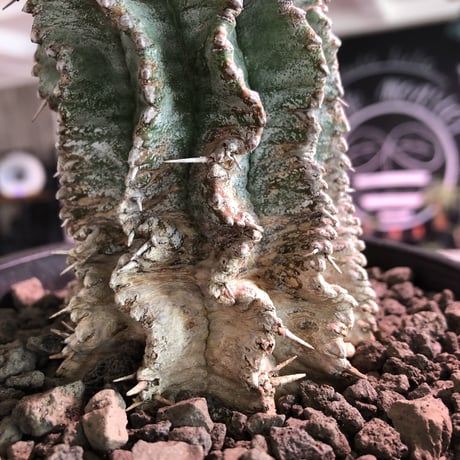 euphorbia    horrida《極太M size》※現地球発根済株※大変木質化も進み強刺で刺々しさ半端なきホリダ※mad black pot植え